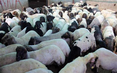 F­ı­k­r­a­ ­G­i­b­i­ ­O­l­a­y­:­ ­G­ö­z­a­l­t­ı­n­a­ ­A­l­ı­n­a­n­ ­K­o­y­u­n­l­a­r­ ­S­e­r­b­e­s­t­ ­B­ı­r­a­k­ı­l­d­ı­